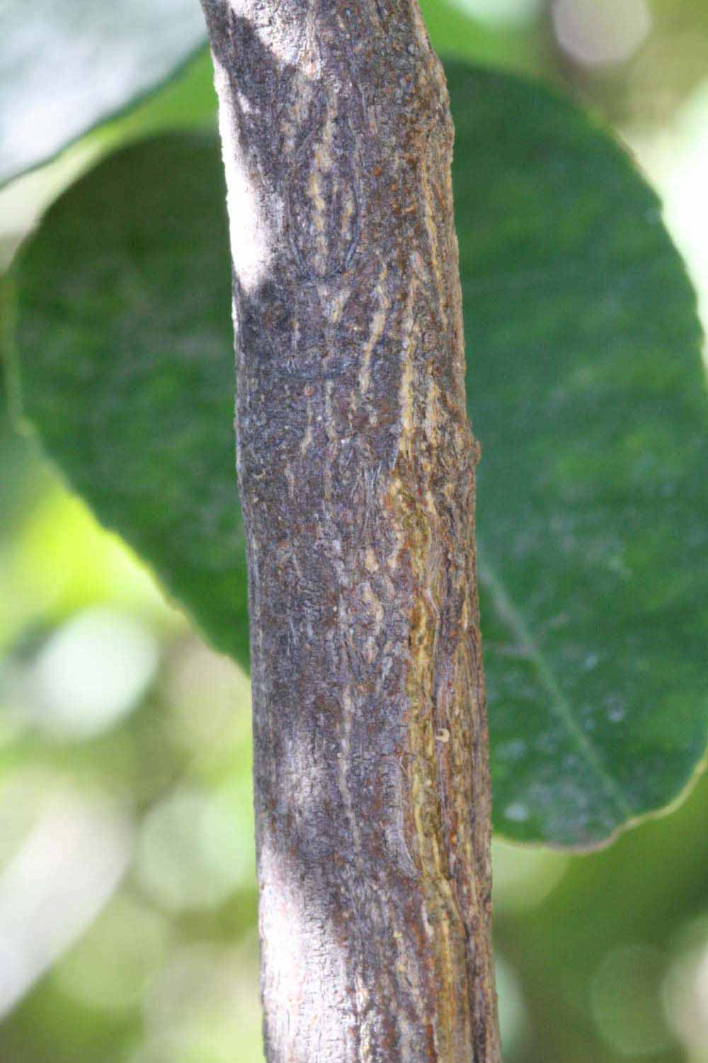              Second - third year twig (Riverside,   CA)       
